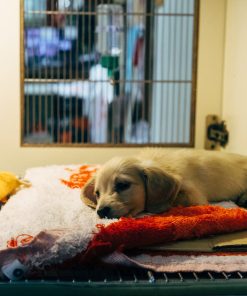Veterinary practices